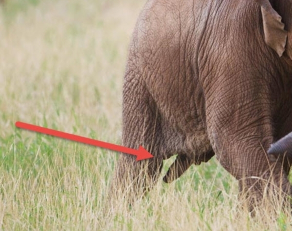 Elephant Cocks